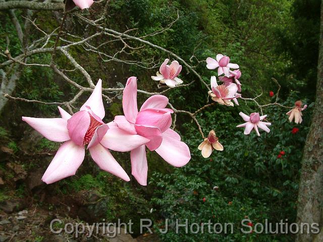 Magnolia Pink_2